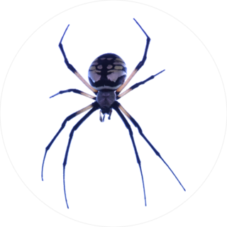 Argiope Aurantia Spider Sticker