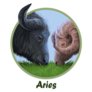 Aries Ox Year Horoscope Zodiac Sign Sticker
