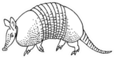 Armadillo Hand Drawn Illustration Sticker