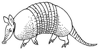 Armadillo Hand Drawn Illustration Sticker