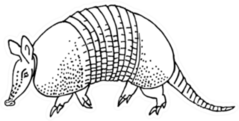 Armadillo Hand Drawn Illustration Sticker
