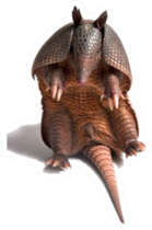 Armadillo In Sitting Position Sticker