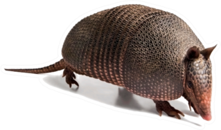 Armadillo Of Six Bands Sticker