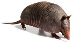 Armadillo Of Six Bands Sticker