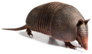 Armadillo Of Six Bands Sticker
