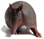 Armadillo Standing Sticker
