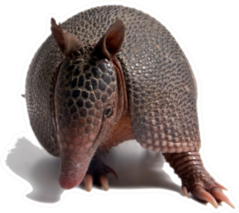 Armadillo Standing Sticker