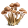 Armillaria Mellea - Honey Gel Hallimasch Mushroom Sticker