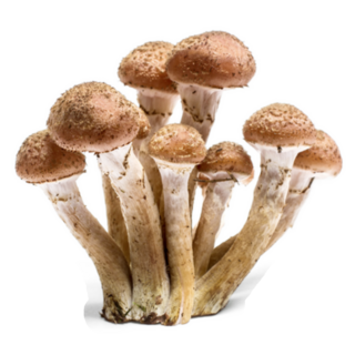 Armillaria Mellea - Honey Gel Hallimasch Mushroom Sticker