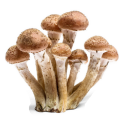 Armillaria Mellea - Honey Gel Hallimasch Mushroom Sticker