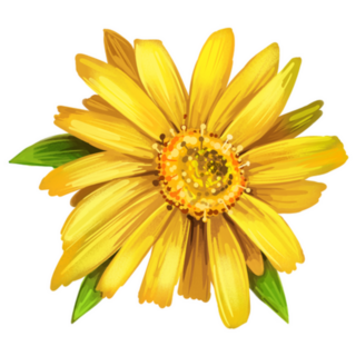 Arnica Yellow Flower In Montana