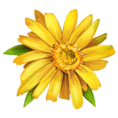 Arnica Yellow Flower In Montana