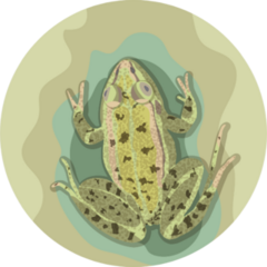 Art Illustration Frog On Tree Sticker