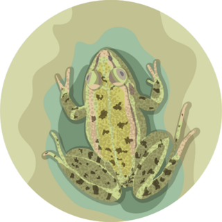 Art Illustration Frog On Tree Sticker
