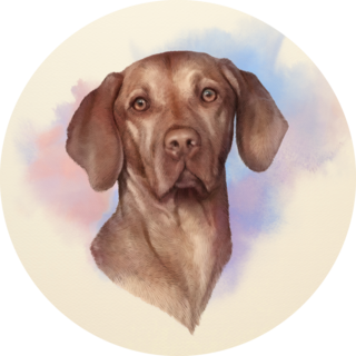 Artistic Vizsla Sticker