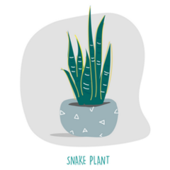 Artsy Snake Plant Illustration Sticker