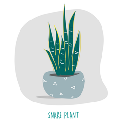 Artsy Snake Plant Illustration Sticker