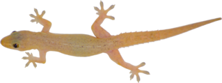 Asian House Gecko Lizard Sticker