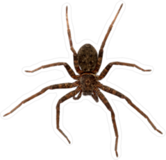 Asian Wolf Spider Sticker