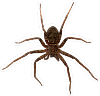Asian Wolf Spider Sticker