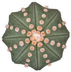 Astrophytum Asterias Cactus Sticker
