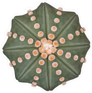 Astrophytum Asterias Cactus Sticker