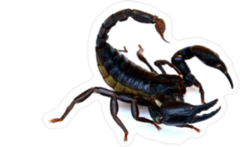 Attacking Black Scorpion Sticker