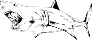 Attacking Great White Shark Sticker