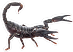 Attacking Scorpion Profile Sticker