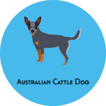 Australian Cattle Dog Sticker