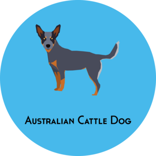 Australian Cattle Dog Sticker
