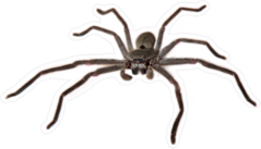 Australian Huntsman Spider Sticker