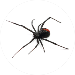Australian Redback Spider Sticker
