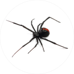 Australian Redback Spider Sticker