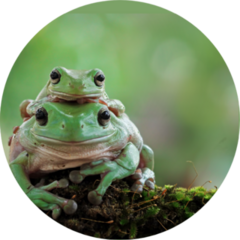 Australian White Tree Frogs On Leaves Sticker