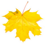Autumn Maple Leaf Sticker