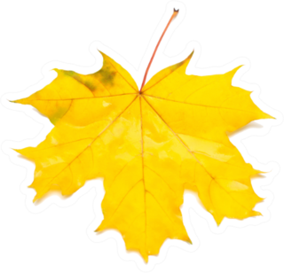 Autumn Maple Leaf Sticker