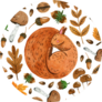 Autumn Pattern With Sleeping Squirrel Sticker