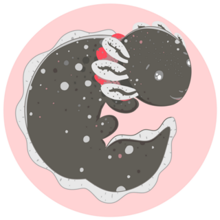 Axolotl, Baby Amphibian Sticker