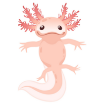 Axolotl Pink Tummy Sticker