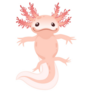 Axolotl Pink Tummy Sticker