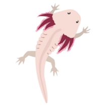 Axolotl Top View Sticker