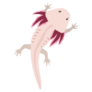 Axolotl Top View Sticker
