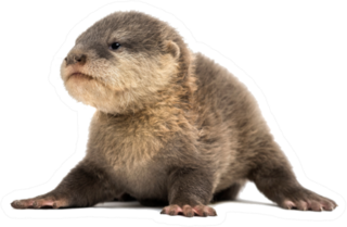 Baby Asian Small-clawed Otter Sprawled Sticker