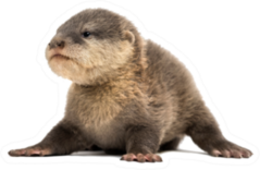 Baby Asian Small-clawed Otter Sprawled Sticker