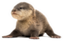 Baby Asian Small-clawed Otter Sprawled Sticker