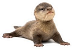Baby Asian Small-clawed Otter Sticker