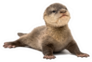 Baby Asian Small-clawed Otter Sticker