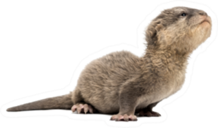 Baby Asian Small-clawed Otter Stretching Sticker