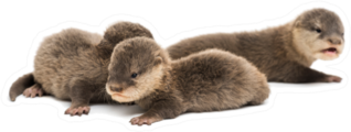 Baby Asian Small-clawed Otters Sticker